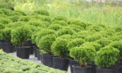 ŁAPIŃSKI plantskola plantskola för växter träd buskar perenner Polen 20